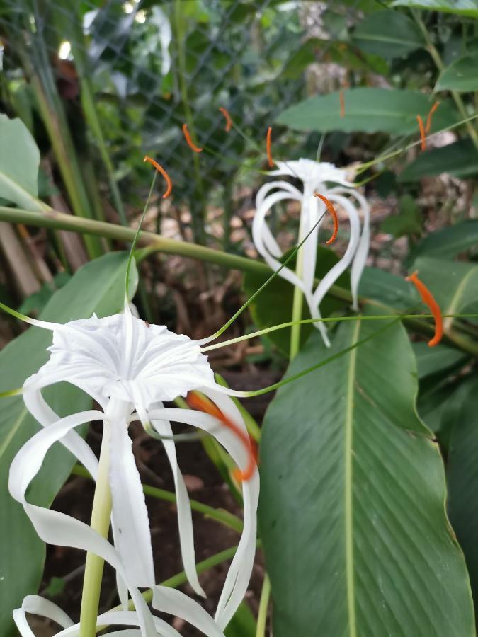 Хостел Oasis Puerto Viejo de Talamanca Экстерьер фото